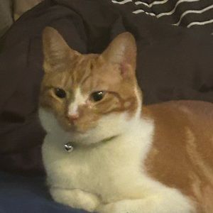 Meet your Posher, Chandler